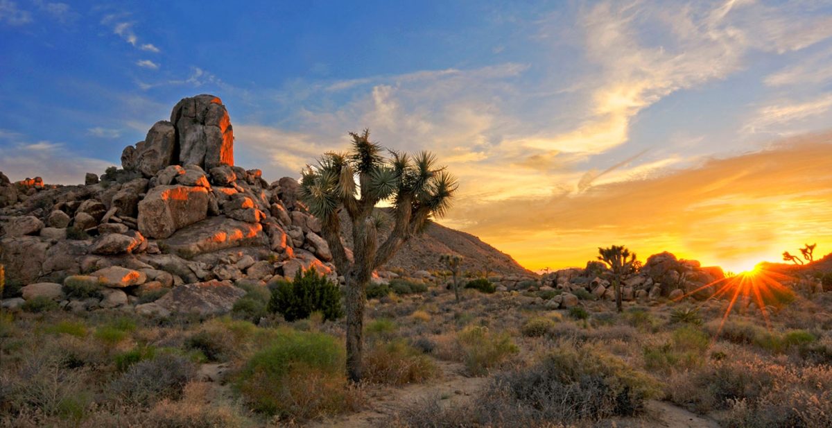 Joshua Tree half marathon Active at Altitude